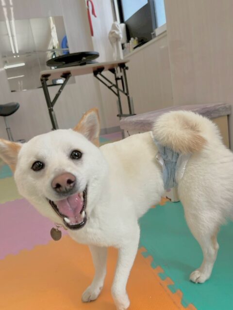 コハクちゃん🐶
本日は、お互いかなり大好きな幸ちゃんや、のりまきちゃん達と走り回ったり、ワンプロを楽しんだりして過ごしていました🤭

🐾🐶愛犬のお悩みご相談ください🐶🐾
@kenkohmura_official
 ↑フォロー待ってます↑

〒955-0091 新潟県三条市上須頃大割４２８−１
☎︎ 0256-35-2571
✉️ info@kenkohmura.jp
HP: https://kenkohmura.jp
LINE: https://lin.ee/7LIz5sb

#犬幸村#犬の幼稚園 #吠える、噛む #犬のしつけ #トイレ
柴犬柴犬可愛い柴犬大好き柴犬倶楽部