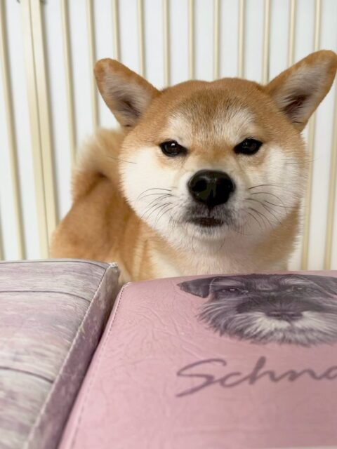 こまちゃん🐶
本日はのりまきちゃんや、コハクちゃん達とのお話し合いに参戦し、白熱のお話し合いをしていました🤭
他にもエリザベスちゃんとの椅子の争奪戦もなかなか白熱していて楽しそうにしていました👍

🐾🐶愛犬のお悩みご相談ください🐶🐾
@kenkohmura_official
 ↑フォロー待ってます↑

〒955-0091 新潟県三条市上須頃大割４２８−１
☎︎ 0256-35-2571
✉️ info@kenkohmura.jp
HP: https://kenkohmura.jp
LINE: https://lin.ee/7LIz5sb

#犬幸村#犬の幼稚園 #吠える、噛む #犬のしつけ #トイレ
柴犬柴犬可愛い柴犬大好き柴犬倶楽部