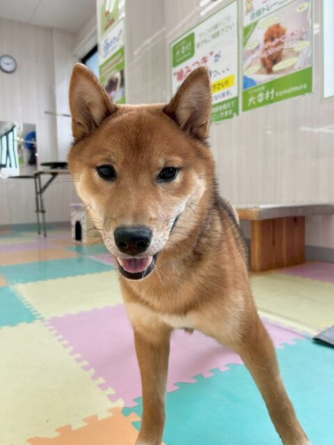 ケン太ちゃん🐶
本日は、ももたろうちゃんや、鶴丸、ぽん太達と激しく園内を走り回ったり、みんなでワンプロを楽しんだりしていました👍

🐾🐶愛犬のお悩みご相談ください🐶🐾
@kenkohmura_official
 ↑フォロー待ってます↑

〒955-0091 新潟県三条市上須頃大割４２８−１
☎︎ 0256-35-2571
✉️ info@kenkohmura.jp
HP: https://kenkohmura.jp
LINE: https://lin.ee/7LIz5sb

#犬幸村#犬の幼稚園 #吠える、噛む #犬のしつけ #トイレ
柴犬柴犬可愛い柴犬大好き柴犬倶楽部
