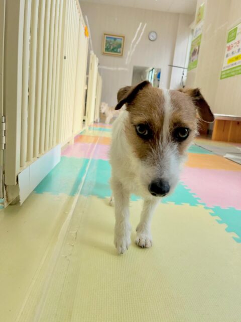 マロンちゃん🐶
リーウちゃんと挨拶したりベンとおしゃべりしていました☺️
プラッキングとてもいい子にさせてくれていました🙌
🐾🐶愛犬のお悩みご相談ください🐶🐾
@kenkohmura_official
↑フォロー待ってます↑
〒955-0091 新潟県三条市上須頃大割428−1
☎︎ 0256-35-2571
✉️ info@kenkohmura.jp
HP: https://kenkohmura.jp
LINE: https://lin.ee/7LIz5sb
#犬幸村#犬の幼稚園 #吠える噛む #犬のしつけ #トイレ
ジャックラッセルテリア ジャックラッセルテリア可愛い ジャックラッセルテリア大好き