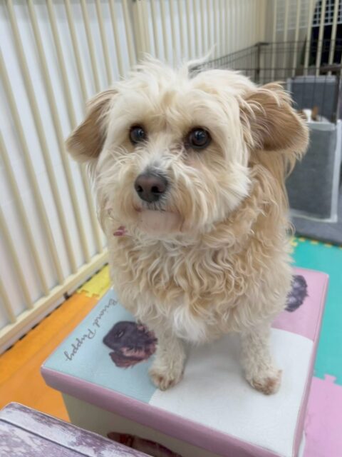 エリザベスちゃん🐶
本日は、スタッフに熱烈な構ってアピールをしてくれたり、マロンちゃんやリラちゃん達と匂いを嗅ぎ合ったりしてコミュニケーションをとったりしていました🤭
🐾🐶愛犬のお悩みご相談ください🐶🐾
@kenkohmura_official
↑フォロー待ってます↑
〒955-0091 新潟県三条市上須頃大割428−1
☎︎ 0256-35-2571
✉️ info@kenkohmura.jp
HP: https://kenkohmura.jp
LINE: https://lin.ee/7LIz5sb
#犬幸村#犬の幼稚園 #吠える、噛む #犬のしつけ #トイレ
ミックスミックス犬ミックス犬可愛いミックス犬大好きミックス犬倶楽部