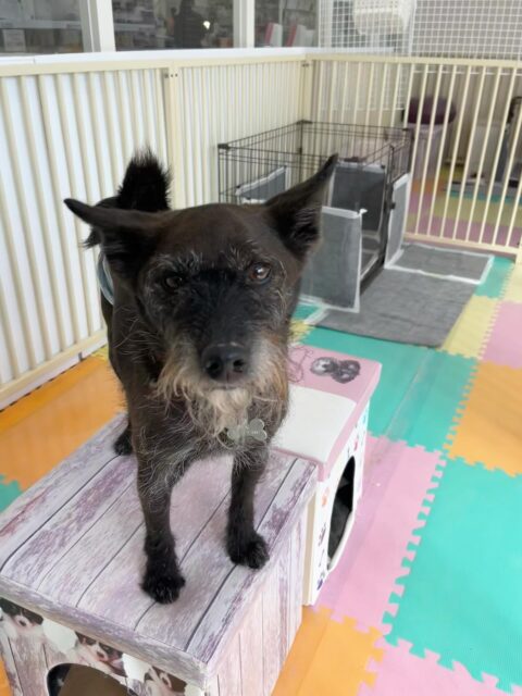 小乃輔ちゃん🐶
スタッフに撫でて〜と甘えたり、とらのすけちゃんや北斗ちゃんとおしゃべりしていました😁
お散歩トレーニングでは隣について上手に歩いていました👏
🐾🐶愛犬のお悩みご相談ください🐶🐾
@kenkohmura_official
↑フォロー待ってます↑
〒955-0091 新潟県三条市上須頃大割428−1
☎︎ 0256-35-2571
✉️ info@kenkohmura.jp
HP: https://kenkohmura.jp
LINE: https://lin.ee/7LIz5sb
#犬幸村#犬の幼稚園 #吠える噛む #犬のしつけ #トイレ
ミックス犬 ミックス犬かわいい ミックス犬大好き