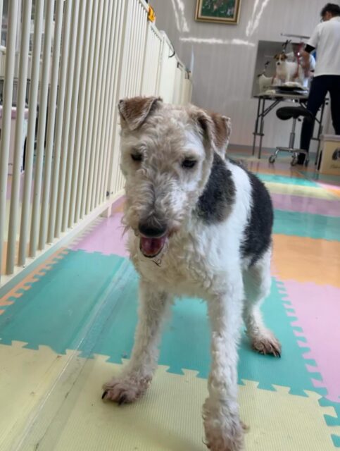 ポコちゃん🐶
ベンに構ってアピールしたり北斗ちゃんやニコペットにいるスタンダードプードルちゃんと楽しそうに遊んでいました✨
🐾🐶愛犬のお悩みご相談ください🐶🐾
@kenkohmura_official
↑フォロー待ってます↑
〒955-0091 新潟県三条市上須頃大割428−1
☎︎ 0256-35-2571
✉️ info@kenkohmura.jp
HP: https://kenkohmura.jp
LINE: https://lin.ee/7LIz5sb
#犬幸村#犬の幼稚園 #吠える噛む #犬のしつけ #トイレ
ワイヤーフォックステリア ワイヤーフォックステリア可愛い ワイヤーフォックステリア大好き