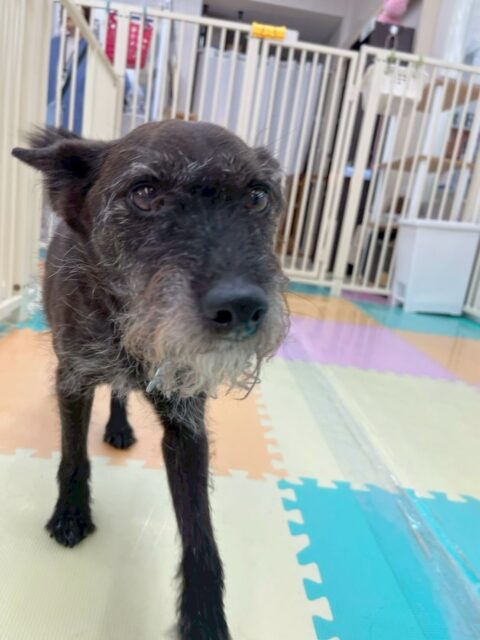 小乃輔ちゃん🐶
本日はチャリーちゃんや、ジョージちゃん達とたくさんお話し合いをしたり、スタッフに構ってアピールをしたりしてくれました😍
夕方からは疲れたのかスタッフの膝の上でまったり過ごしていました👍
🐾🐶愛犬のお悩みご相談ください🐶🐾
@kenkohmura_official
↑フォロー待ってます↑
〒955-0091 新潟県三条市上須頃大割428−1
☎︎ 0256-35-2571
✉️ info@kenkohmura.jp
HP: https://kenkohmura.jp
LINE: https://lin.ee/7LIz5sb
#犬幸村#犬の幼稚園 #吠える、噛む #犬のしつけ #トイレ
ミックスミックス犬ミックス犬大好きミックス犬倶楽部