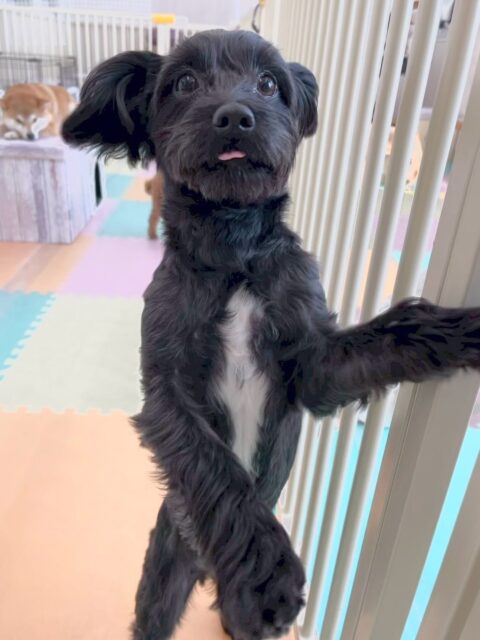 ティアラちゃん🐶
朝からいろんな子達に挨拶をされたり、匂いを嗅がれたりして最初は緊張していましたが、モカちゃんやププちゃん達と走り回ったり、匂いを嗅ぎ合ったりできていたのでよかったです👏

🐾🐶愛犬のお悩みご相談ください🐶🐾
@kenkohmura_official
 ↑フォロー待ってます↑

〒955-0091 新潟県三条市上須頃大割４２８−１
☎︎ 0256-35-2571
✉️ info@kenkohmura.jp
HP: https://kenkohmura.jp
LINE: https://lin.ee/7LIz5sb

#犬幸村#犬の幼稚園 #吠える、噛む #犬のしつけ #トイレ
ミックスミックス犬ミックス犬可愛いミックス犬大好きミックス犬倶楽部