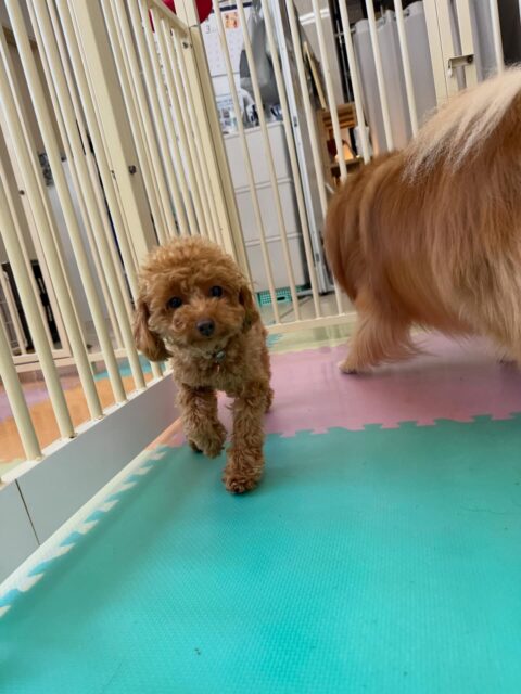 ルナちゃん🐶
本日は、自分からみんなに挨拶をしたり、匂いを嗅いだりできていたのですごく良かったです👏
だんだんと園内にも慣れてきてみんなとの距離感も縮まってきましたね👍

🐾🐶愛犬のお悩みご相談ください🐶🐾
@kenkohmura_official
 ↑フォロー待ってます↑

〒955-0091 新潟県三条市上須頃大割４２８−１
☎︎ 0256-35-2571
✉️ info@kenkohmura.jp
HP: https://kenkohmura.jp
LINE: https://lin.ee/7LIz5sb

#犬幸村#犬の幼稚園 #吠える、噛む #犬のしつけ #トイレ
トイプートイプー可愛いトイプー大好きトイプー倶楽部