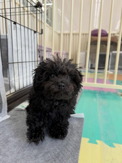 幼稚園体験に2頭きてくれました🐶
1頭目の子は最初かなり周りを警戒していて飼い主様が退出してから動けない時間がありましたが、お迎えの時間ぐらいかななるとかなりうごきまわれていたり、園内を歩けるようにいたのでよかったです👍
2頭目の子は最初からみんなと走り回ったり、ワンプロをしたりして楽しめていたのですごく良かったです👏本日だけでもかなりたくさんのお友達ができたようでした👍
🐾🐶愛犬のお悩みご相談ください🐶🐾
@kenkohmura_official
↑フォロー待ってます↑
〒955-0091 新潟県三条市上須頃大割428−1
☎︎ 0256-35-2571
✉️ info@kenkohmura.jp
HP: https://kenkohmura.jp
LINE: https://lin.ee/7LIz5sb
#犬幸村#犬の幼稚園 #吠える、噛む #犬のしつけ #トイレ
トイプートイプー可愛いシーズーシーズー可愛い