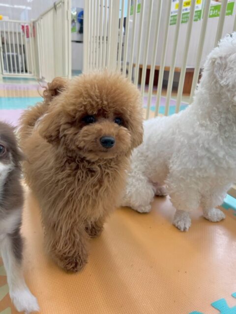ププちゃん🐶
本日は、ケン太ちゃんやニコペットのちびっ子達と激しいワンプロを1日中やっていました🤭流石疲れ知らずのププちゃんですね👏

🐾🐶愛犬のお悩みご相談ください🐶🐾
@kenkohmura_official
 ↑フォロー待ってます↑

〒955-0091 新潟県三条市上須頃大割４２８−１
☎︎ 0256-35-2571
✉️ info@kenkohmura.jp
HP: https://kenkohmura.jp
LINE: https://lin.ee/7LIz5sb

#犬幸村#犬の幼稚園 #吠える、噛む #犬のしつけ #トイレ
トイプートイプー可愛いトイプー大好きトイプー倶楽部