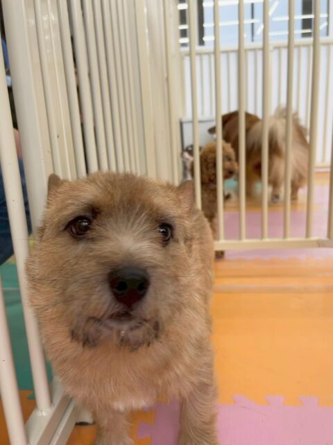 本日の鶴丸🐶
本日も仲良しのケン太ちゃんやぽん太達と1日中遊んでいました👍みんなと激しく遊びすぎて、夕方にはうとうとしてまったりタイムに入っていました🤭

🐾🐶愛犬のお悩みご相談ください🐶🐾
@kenkohmura_official
 ↑フォロー待ってます↑

〒955-0091 新潟県三条市上須頃大割４２８−１
☎︎ 0256-35-2571
✉️ info@kenkohmura.jp
HP: https://kenkohmura.jp
LINE: https://lin.ee/7LIz5sb

#犬幸村#犬の幼稚園 #吠える、噛む #犬のしつけ #トイレ
ノーリッチテリアノーリッチテリア可愛いノーリッチテリア大好きノーリッチテリア倶楽部