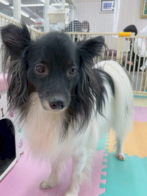 リラちゃん🐶
本日は、大好きなマロンちゃんと椅子の上で仲良くみんなを見守ったり、体験に来てくれた子達が気になるのか自分から挨拶にいったりしてくれていました👍
🐾🐶愛犬のお悩みご相談ください🐶🐾
@kenkohmura_official
↑フォロー待ってます↑
〒955-0091 新潟県三条市上須頃大割428−1
☎︎ 0256-35-2571
✉️ info@kenkohmura.jp
HP: https://kenkohmura.jp
LINE: https://lin.ee/7LIz5sb
#犬幸村#犬の幼稚園 #吠える、噛む #犬のしつけ #トイレ
ミックスミックス犬ミックス犬可愛いミックス犬大好きミックス犬倶楽部