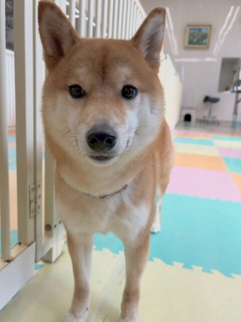 つくしちゃん🐶
本日歯磨きトレーニングを開始して1年6ヶ月が経ちました
歯磨きも歯の状態も良好です！このまま継続していきましょう✊

園内ではいつにもましてスタッフに甘えん坊さんなつくしちゃん‼️夕方はスタッフの膝の上でまったり過ごしていました😍

🐾🐶愛犬のお悩みご相談ください🐶🐾
@kenkohmura_official
 ↑フォロー待ってます↑

〒955-0091 新潟県三条市上須頃大割４２８−１
☎︎ 0256-35-2571
✉️ info@kenkohmura.jp
HP: https://kenkohmura.jp
LINE: https://lin.ee/7LIz5sb

#犬幸村#犬の幼稚園 #吠える、噛む #犬のしつけ #トイレ
柴犬柴犬可愛い柴犬大好き柴犬倶楽部