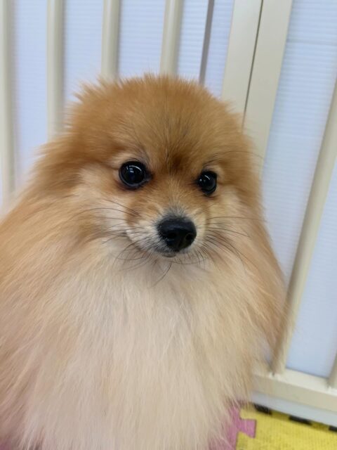 ぽんずちゃん🐶
久しぶりの来園で少し緊張していましたが、ニコペットの子達に遊びに誘われていたりしていました😊
🐾🐶愛犬のお悩みご相談ください🐶🐾
@kenkohmura_official
 ↑フォロー待ってます↑

〒955-0091 新潟県三条市上須頃大割４２８−１
☎︎ 0256-35-2571
✉️ info@kenkohmura.jp
HP: https://kenkohmura.jp
LINE: https://lin.ee/7LIz5sb

#犬幸村#犬の幼稚園 #吠える噛む #犬のしつけ #トイレ
 ポメラニアン ポメラニアンかわいい ポメラニアンだいすき