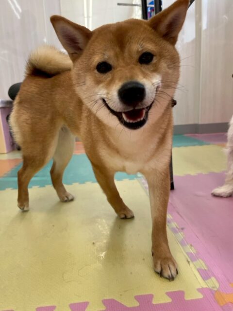 のりまきちゃん🐶
本日は、チャリーちゃんや、大吉ちゃん、体験に来てくれた子達と激しく遊び回ったり、ワンプロをみんなで仕掛けあったりして楽しんでいました👍

🐾🐶愛犬のお悩みご相談ください🐶🐾
@kenkohmura_official
 ↑フォロー待ってます↑

〒955-0091 新潟県三条市上須頃大割４２８−１
☎︎ 0256-35-2571
✉️ info@kenkohmura.jp
HP: https://kenkohmura.jp
LINE: https://lin.ee/7LIz5sb

#犬幸村#犬の幼稚園 #吠える、噛む #犬のしつけ #トイレ
柴犬柴犬可愛い柴犬大好き柴犬倶楽部