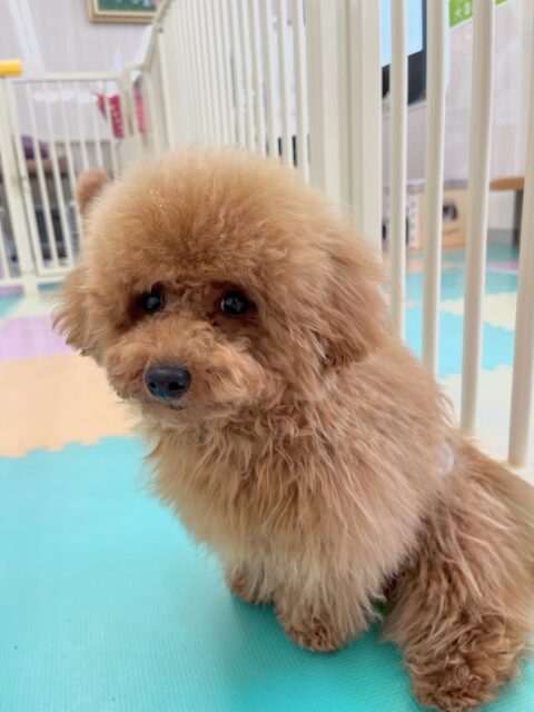 ププちゃん🐶
本日歯磨きトレーニングを開始して4ヶ月が経ちました🦷
歯の状態、歯磨きすごく順調です‼️ただ奥歯が少し磨くのに苦戦するので練習していきましょう✊

園内では、モカちゃんやチコちゃん達とワンプロをしたり、園内を走り回ったりして楽しんでいました👍

🐾🐶愛犬のお悩みご相談ください🐶🐾
@kenkohmura_official
 ↑フォロー待ってます↑

〒955-0091 新潟県三条市上須頃大割４２８−１
☎︎ 0256-35-2571
✉️ info@kenkohmura.jp
HP: https://kenkohmura.jp
LINE: https://lin.ee/7LIz5sb

#犬幸村#犬の幼稚園 #吠える、噛む #犬のしつけ #トイレ
トイプートイプー可愛いトイプー大好きトイプー倶楽部