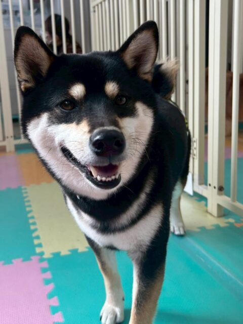 北斗ちゃん🐶
本日からレーキングスタート‼️すごく上手にやらせてくれてたくさん毛が抜けました😆
園内では、服を着たり、ももたろうちゃんと遊んだりして非常に頑張って、楽しそうに遊んでくれていました👍

🐾🐶愛犬のお悩みご相談ください🐶🐾
@kenkohmura_official
 ↑フォロー待ってます↑

〒955-0091 新潟県三条市上須頃大割４２８−１
☎︎ 0256-35-2571
✉️ info@kenkohmura.jp
HP: https://kenkohmura.jp
LINE: https://lin.ee/7LIz5sb

#犬幸村#犬の幼稚園 #吠える、噛む #犬のしつけ #トイレ
柴犬柴犬可愛い柴犬倶楽部柴犬大好き