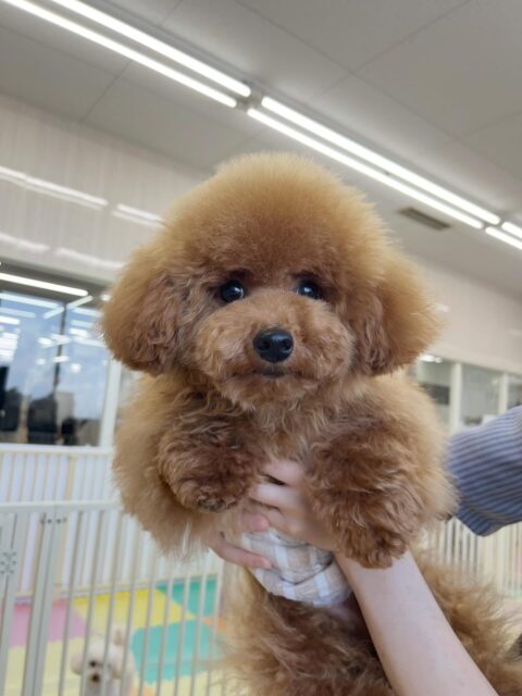 ププちゃん🐶
カットされて可愛くなりました✂️
お手入れやお散歩トレーニング頑張っていました👏
🐾🐶愛犬のお悩みご相談ください🐶🐾
@kenkohmura_official
↑フォロー待ってます↑
〒955-0091 新潟県三条市上須頃大割428−1
☎︎ 0256-35-2571
✉️ info@kenkohmura.jp
HP: https://kenkohmura.jp
LINE: https://lin.ee/7LIz5sb
#犬幸村#犬の幼稚園 #吠える噛む #犬のしつけ #トイレ
トイプードル トイプードル可愛いトイプードル大好き
