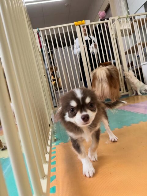 ウィスキーちゃん🐶
本日は、きりまるちゃん、まろちゃん、ぽん太達と激しいワンプロをしたり、みんなで楽しくお話し合いをしていました
だんだんみんなとの距離も近くなり、お友達もかなりできてきました👏

🐾🐶愛犬のお悩みご相談ください🐶🐾
@kenkohmura_official
 ↑フォロー待ってます↑

〒955-0091 新潟県三条市上須頃大割４２８−１
☎︎ 0256-35-2571
✉️ info@kenkohmura.jp
HP: https://kenkohmura.jp
LINE: https://lin.ee/7LIz5sb

#犬幸村#犬の幼稚園 #吠える、噛む #犬のしつけ #トイレ
チワワチワワ可愛いチワワ大好きチワワ倶楽部