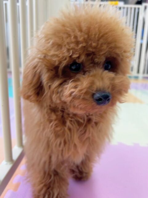 ププちゃん🐶
今日はお店の小さい子達やきりまるちゃんとプロレスごっこをして楽しそうでした😊
お散歩ではお客さんにも愛嬌を振りまいていてアイドルのようでした🥰

🐾🐶愛犬のお悩みご相談ください🐶🐾
@kenkohmura_official
 ↑フォロー待ってます↑

〒955-0091 新潟県三条市上須頃大割４２８−１
☎︎ 0256-35-2571
✉️ info@kenkohmura.jp
HP: https://kenkohmura.jp
LINE: https://lin.ee/7LIz5sb

#犬幸村#犬の幼稚園 #吠える、噛む #犬のしつけ #トイレ
トイプードル　トイプー　といぷー