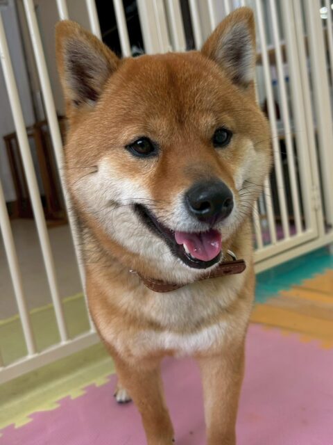 コロンちゃん🐶
歯磨きトレーニングを頑張って続けている成果がしっかり出ていますね🦷✨
綺麗で健康な歯を保てています❗️この調子で続けていきましょう🪥

園内では色んな子たちと匂いを嗅ぎ合ったり、北斗ちゃんやももたろうちゃんとおしゃべりしたりしていました😆

🐾🐶愛犬のお悩みご相談ください🐶🐾
@kenkohmura_official
 ↑フォロー待ってます↑

〒955-0091 新潟県三条市上須頃大割４２８−１
☎︎ 0256-35-2571
✉️ info@kenkohmura.jp
HP: https://kenkohmura.jp
LINE: https://lin.ee/7LIz5sb

#犬幸村#犬の幼稚園 #吠える、噛む #犬のしつけ #トイレ
柴犬　柴　しば