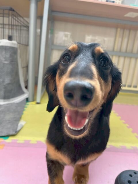 ももたろうちゃん🐶
本日は今日の中で1番ヤンチャなケン太ちゃんと真っ向勝負‼️お互い楽しそうにワンプロをしたり、追いかけっこをしたりして楽しんでいました👍

🐾🐶愛犬のお悩みご相談ください🐶🐾
@kenkohmura_official
 ↑フォロー待ってます↑

〒955-0091 新潟県三条市上須頃大割４２８−１
☎︎ 0256-35-2571
✉️ info@kenkohmura.jp
HP: https://kenkohmura.jp
LINE: https://lin.ee/7LIz5sb

#犬幸村#犬の幼稚園 #吠える、噛む #犬のしつけ #トイレ
ダックスダックス可愛いダックス倶楽部ダックス大好き