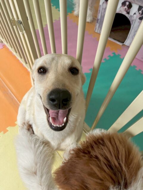 本日幼稚園体験に2頭来てくれました🐶
1頭目の子はニコペットのスタンダードプードルや、ププちゃん、チャリーちゃんやのりまきちゃん達と激しく遊び回ったりしてすごく楽しそうに過ごしていました😆

2頭目の子も、最初から激しく園内を走り回ったり、他の子達にちょっかいを出したりして楽しそうに遊んでいました😆最初からエンジン全開すぎて後半は少し疲れていました🤣

🐾🐶愛犬のお悩みご相談ください🐶🐾
@kenkohmura_official
 ↑フォロー待ってます↑

〒955-0091 新潟県三条市上須頃大割４２８−１
☎︎ 0256-35-2571
✉️ info@kenkohmura.jp
HP: https://kenkohmura.jp
LINE: https://lin.ee/7LIz5sb

#犬幸村#犬の幼稚園 #吠える、噛む #犬のしつけ #トイレ
ラブラドールラブラドール可愛いトイプートイプー可愛い