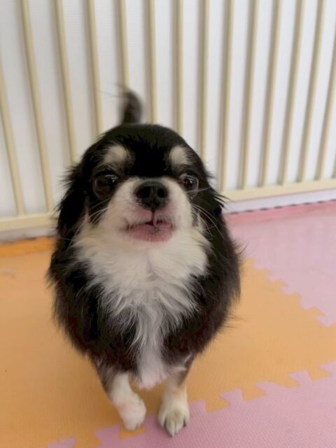 こまめちゃん🐶
本日は、ウィスキーちゃんやきりまるちゃん、まろちゃん達のチームチワワにあそぼーよーと誘われたりしていました🤭
スタッフにも構って攻撃をたくさんしてきてくれて可愛かったです👍

🐾🐶愛犬のお悩みご相談ください🐶🐾
@kenkohmura_official
 ↑フォロー待ってます↑

〒955-0091 新潟県三条市上須頃大割４２８−１
☎︎ 0256-35-2571
✉️ info@kenkohmura.jp
HP: https://kenkohmura.jp
LINE: https://lin.ee/7LIz5sb

#犬幸村#犬の幼稚園 #吠える、噛む #犬のしつけ #トイレ
チワワチワワ可愛いチワワ大好きチワワ倶楽部
