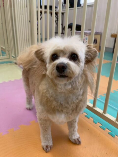 エリザベスちゃん🐶
カットされてすごくスッキリしました‼️
本日園内では、こまちゃんとの椅子取り合戦や、コハクちゃんや、のりまきちゃんにたくさん遊びを誘われてブチギレたりしていました🤣

🐾🐶愛犬のお悩みご相談ください🐶🐾
@kenkohmura_official
 ↑フォロー待ってます↑

〒955-0091 新潟県三条市上須頃大割４２８−１
☎︎ 0256-35-2571
✉️ info@kenkohmura.jp
HP: https://kenkohmura.jp
LINE: https://lin.ee/7LIz5sb

#犬幸村#犬の幼稚園 #吠える、噛む #犬のしつけ #トイレ
ミックスミックス犬ミックス犬可愛いミックス犬大好き