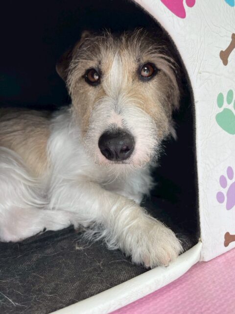 明日は木曜日、休園日です🐶

🐾🐶愛犬のお悩みご相談ください🐶🐾
@kenkohmura_official
 ↑フォロー待ってます↑

〒955-0091 新潟県三条市上須頃大割４２８−１
☎︎ 0256-35-2571
✉️ info@kenkohmura.jp
HP: https://kenkohmura.jp
LINE: https://lin.ee/7LIz5sb

#犬幸村#犬の幼稚園 #吠える、噛む #犬のしつけ #トイレ