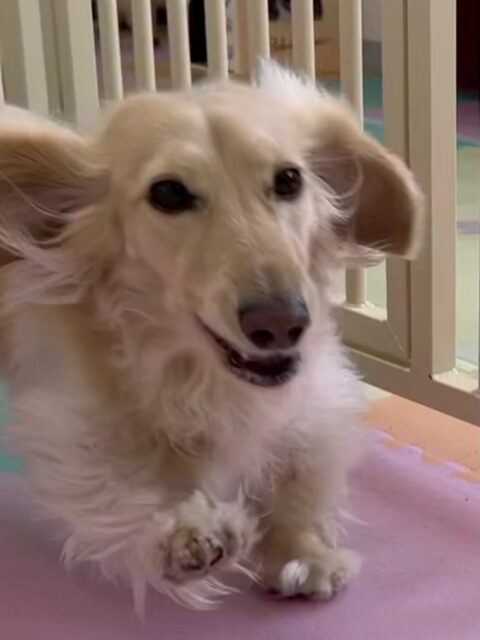 シロちゃん🐶
本日歯磨きトレーニングを開始して9ヶ月が経ちました🦷
歯の状態はキープできていて非常に良いのでこのまま継続していきましょう✊

園内では、コタローちゃんやニコペットのスタンダードプードルと激しく遊び回ったり、走り回ったりしていました🤭

🐾🐶愛犬のお悩みご相談ください🐶🐾
@kenkohmura_official
 ↑フォロー待ってます↑

〒955-0091 新潟県三条市上須頃大割４２８−１
☎︎ 0256-35-2571
✉️ info@kenkohmura.jp
HP: https://kenkohmura.jp
LINE: https://lin.ee/7LIz5sb

#犬幸村#犬の幼稚園 #吠える、噛む #犬のしつけ #トイレ
ダックスダックス可愛いダックス大好きダックス倶楽部