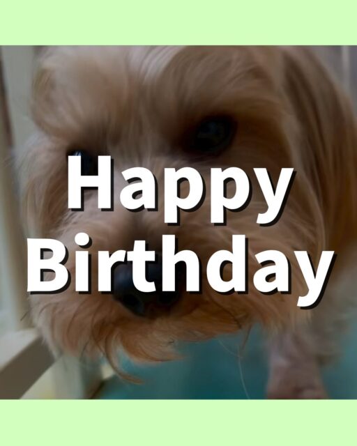 ロンちゃん🐶
お誕生日おめでとうございます🎂👏🏻
ぽん太やニコペットにいる子達と楽しそうに遊んでいました🎶
🐾🐶愛犬のお悩みご相談ください🐶🐾
@kenkohmura_official
 ↑フォロー待ってます↑

〒955-0091 新潟県三条市上須頃大割４２８−１
☎︎ 0256-35-2571
✉️ info@kenkohmura.jp
HP: https://kenkohmura.jp
LINE: https://lin.ee/7LIz5sb

#犬幸村#犬の幼稚園 #吠える噛む #犬のしつけ #トイレ
 ヨークシャーテリア ヨークシャーテリアかわいい ヨークシャーテリアだいすき