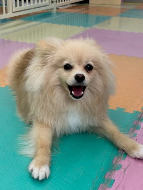 ベルちゃん🐶
ニコペットにいる子達やレオちゃんと楽しそうに遊んでいました🎶
お散歩トレーニングでは上手に歩いていました👏
🐾🐶愛犬のお悩みご相談ください🐶🐾
@kenkohmura_official
 ↑フォロー待ってます↑

〒955-0091 新潟県三条市上須頃大割４２８−１
☎︎ 0256-35-2571
✉️ info@kenkohmura.jp
HP: https://kenkohmura.jp
LINE: https://lin.ee/7LIz5sb

#犬幸村#犬の幼稚園 #吠える噛む #犬のしつけ #トイレ
 ポメラニアン ポメラニアン可愛い ポメラニアンだいすき