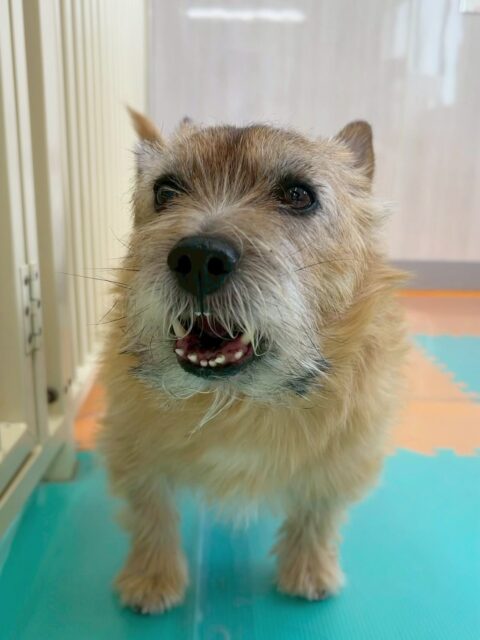 明日は木曜日、休園日です🐶

🐾🐶愛犬のお悩みご相談ください🐶🐾
@kenkohmura_official
 ↑フォロー待ってます↑

〒955-0091 新潟県三条市上須頃大割４２８−１
☎︎ 0256-35-2571
✉️ info@kenkohmura.jp
HP: https://kenkohmura.jp
LINE: https://lin.ee/7LIz5sb

#犬幸村#犬の幼稚園 #吠える、噛む #犬のしつけ #トイレ