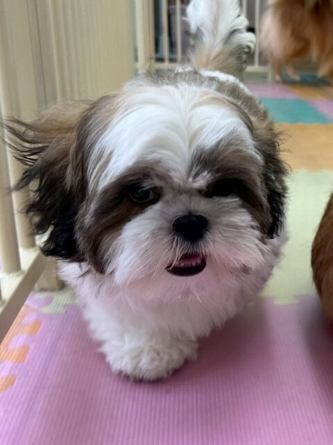 初来園のマルちゃん🐶
本日からお手入れ、シャンプースタートでした‼️初めてのことがたくさんありましたが、頑張ってくれました👍
カットも目元イヤイヤがありましたが、カットさせてくれました👏

園内では、ニコペットのちびっ子達や、きりまるちゃん、まろちゃん達と楽しそうに走り回ったりしていました😆

🐾🐶愛犬のお悩みご相談ください🐶🐾
@kenkohmura_official
 ↑フォロー待ってます↑

〒955-0091 新潟県三条市上須頃大割４２８−１
☎︎ 0256-35-2571
✉️ info@kenkohmura.jp
HP: https://kenkohmura.jp
LINE: https://lin.ee/7LIz5sb

#犬幸村#犬の幼稚園 #吠える、噛む #犬のしつけ #トイレ
シーズーシーズー大好きシーズー倶楽部シーズー可愛すぎる