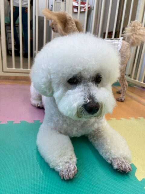 大吉ちゃん🐶
本日は、すけちゃんやチャリーちゃん、のりまきちゃん達と激しいお話し合いや、園内を走り回ったりして過ごしていました😆

🐾🐶愛犬のお悩みご相談ください🐶🐾
@kenkohmura_official
 ↑フォロー待ってます↑

〒955-0091 新潟県三条市上須頃大割４２８−１
☎︎ 0256-35-2571
✉️ info@kenkohmura.jp
HP: https://kenkohmura.jp
LINE: https://lin.ee/7LIz5sb

#犬幸村#犬の幼稚園 #吠える、噛む #犬のしつけ #トイレ
ビジョンフリーゼビションフリーゼ可愛いビションフリーゼ大好き