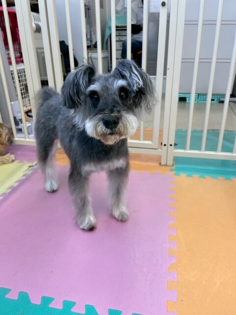 むぎちゃん🐶
レオちゃんと仲良くおしゃべりしていました😊
カットやお手入れ上手にさせてくれていました✂️
🐾🐶愛犬のお悩みご相談ください🐶🐾
@kenkohmura_official
 ↑フォロー待ってます↑

〒955-0091 新潟県三条市上須頃大割４２８−１
☎︎ 0256-35-2571
✉️ info@kenkohmura.jp
HP: https://kenkohmura.jp
LINE: https://lin.ee/7LIz5sb

#犬幸村#犬の幼稚園 #吠える噛む #犬のしつけ #トイレ
 ミニチュアシュナウザー ミニチュアシュナウザーだいすき ミニチュアシュナウザー可愛い