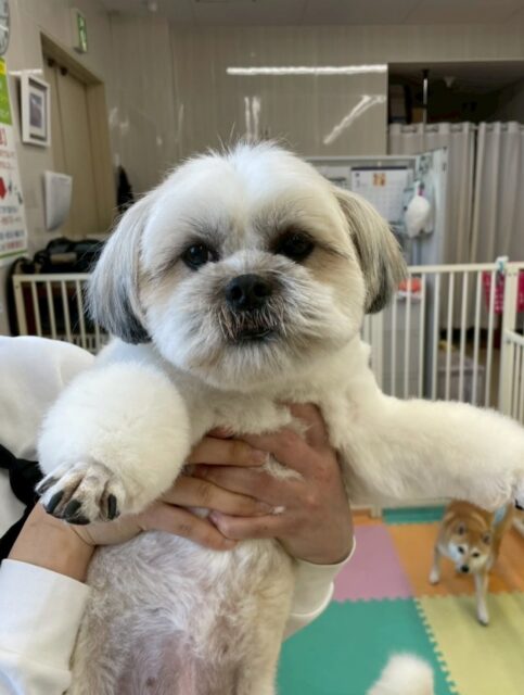 ゆずちゃん🐶
レオちゃんやニコペットにいる子達と仲良く遊んでいました😆
カットやお手入れも頑張っていました✂️
🐾🐶愛犬のお悩みご相談ください🐶🐾
@kenkohmura_official
 ↑フォロー待ってます↑

〒955-0091 新潟県三条市上須頃大割４２８−１
☎︎ 0256-35-2571
✉️ info@kenkohmura.jp
HP: https://kenkohmura.jp
LINE: https://lin.ee/7LIz5sb

#犬幸村#犬の幼稚園 #吠える噛む #犬のしつけ #トイレ
 ミックス犬 ミックス犬可愛い ミックス犬だいすき