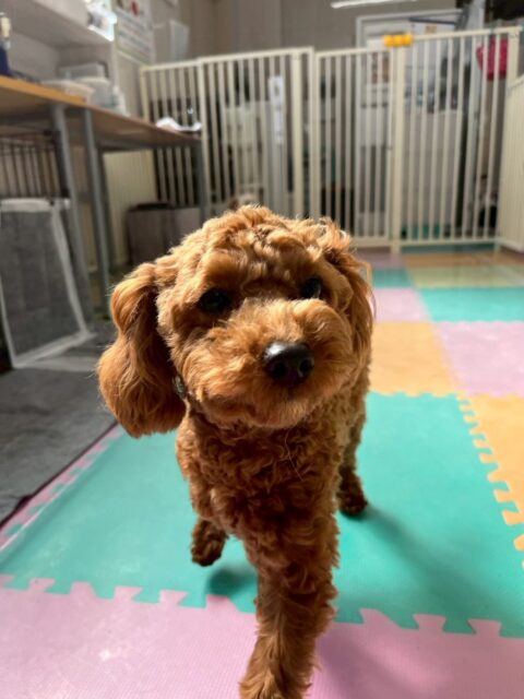 モカちゃん🐶
本日は飼い主様とお散歩トレーニングでした‼️最初は意識が散漫になっていましたが、トレーニング後はしっかりとモカちゃんが飼い主様に集中してお散歩できていました👍

園内ではププちゃんや、のりまきちゃん達といっしょにワンプロをしたり、園内を走り回ったりして楽しんでいました🤭

🐾🐶愛犬のお悩みご相談ください🐶🐾
@kenkohmura_official
 ↑フォロー待ってます↑

〒955-0091 新潟県三条市上須頃大割４２８−１
☎︎ 0256-35-2571
✉️ info@kenkohmura.jp
HP: https://kenkohmura.jp
LINE: https://lin.ee/7LIz5sb

#犬幸村#犬の幼稚園 #吠える、噛む #犬のしつけ #トイレ
トイプートイプー可愛いトイプー大好きトイプー倶楽部