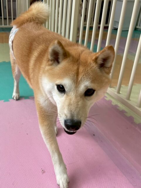 寅丸ちゃん🐶
小珀ちゃんと柵越しでおしゃべりしたりレオちゃんと挨拶していました☺️
お散歩トレーニングでは落ち着いて歩いていました🙌
🐾🐶愛犬のお悩みご相談ください🐶🐾
@kenkohmura_official
 ↑フォロー待ってます↑

〒955-0091 新潟県三条市上須頃大割４２８−１
☎︎ 0256-35-2571
✉️ info@kenkohmura.jp
HP: https://kenkohmura.jp
LINE: https://lin.ee/7LIz5sb

#犬幸村#犬の幼稚園 #吠える噛む #犬のしつけ #トイレ
 豆柴 豆柴可愛い 豆柴だいすき