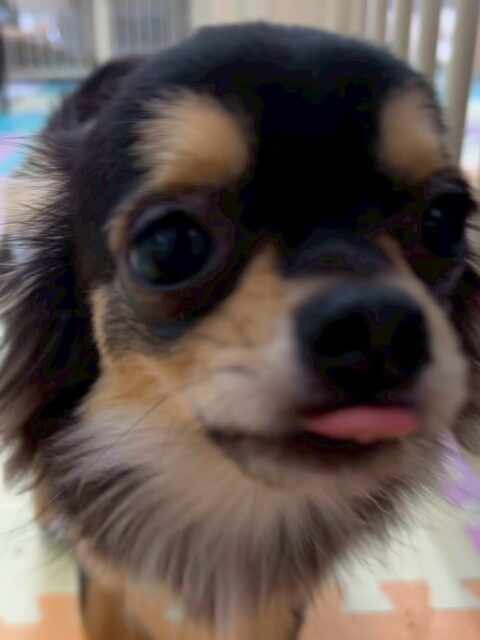 きりまるちゃん&まろちゃん🐶
今日はきりまるちゃんはお店の小さい子達やププちゃんとプロレスごっこをして遊んでいました😊やんちゃなお店の子がまろちゃんにしつこくすると間に入って守ってあげていました👏
まろちゃんはポコちゃんに積極的に挨拶をしたり、園内を探検したりしていました😆
🐾🐶愛犬のお悩みご相談ください🐶🐾
@kenkohmura_official
↑フォロー待ってます↑
〒955-0091 新潟県三条市上須頃大割428−1
☎︎ 0256-35-2571
✉️ info@kenkohmura.jp
HP: https://kenkohmura.jp
LINE: https://lin.ee/7LIz5sb
#犬幸村#犬の幼稚園 #吠える、噛む #犬のしつけ #トイレ
チワワ ちわわ チワワだいすき