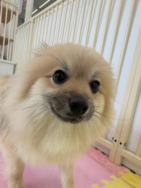 ぽん太ちゃん🐶
本日は、ププちゃんやりうちゃん達と走り回ったりしてテンション爆上げでした🤣
みんなと激しく走り回ったりして非常に楽しそうにして過ごしていました👏
🐾🐶愛犬のお悩みご相談ください🐶🐾
@kenkohmura_official
↑フォロー待ってます↑
〒955-0091 新潟県三条市上須頃大割428−1
☎︎ 0256-35-2571
✉️ info@kenkohmura.jp
HP: https://kenkohmura.jp
LINE: https://lin.ee/7LIz5sb
#犬幸村#犬の幼稚園 #吠える、噛む #犬のしつけ #トイレ
ポメラニアンポメラニアン可愛いポメラニアン大好きポメラニアン倶楽部