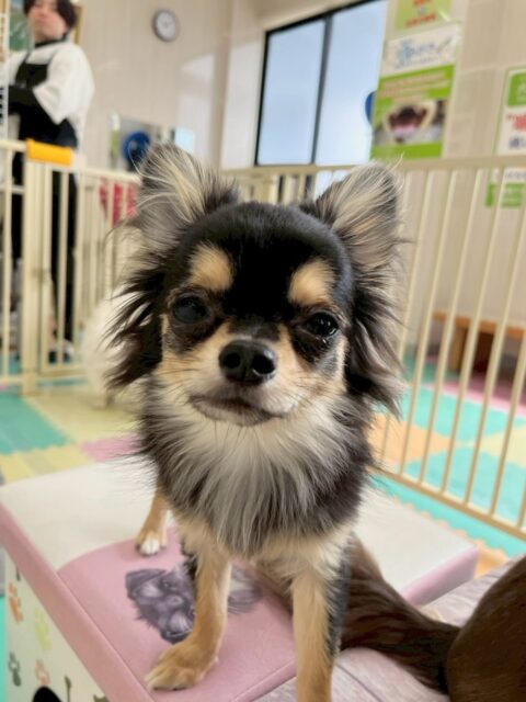 きりまるちゃん＆まろちゃん🐶
本日きりまるちゃんは、ププちゃんやぽん太、ニコペットのちびっ子達と楽しそうにワンプロをしたり、お話し合いをしたりしていました🤭

まろちゃんはウィスキーちゃんとかなり気が合ったようで楽しそうにワンプロをしたり、みんなから追いかけられたりしていました👍

🐾🐶愛犬のお悩みご相談ください🐶🐾
@kenkohmura_official
 ↑フォロー待ってます↑

〒955-0091 新潟県三条市上須頃大割４２８−１
☎︎ 0256-35-2571
✉️ info@kenkohmura.jp
HP: https://kenkohmura.jp
LINE: https://lin.ee/7LIz5sb

#犬幸村#犬の幼稚園 #吠える、噛む #犬のしつけ #トイレ
チワワチワワ可愛いチワワ大好きチワワ倶楽部