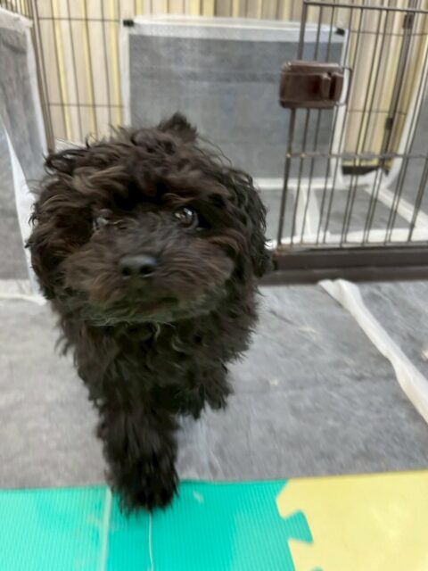 れあちゃん🐶
本日はトイレトレーニング２日目‼️本日は昨日よりも多くトイレをしてくれました👍相変わらず失敗はなく、自分からトイレに入りうんちをする瞬間もありました👏

園内では、ププちゃんやこまめちゃん、ヤン丸達と匂いを嗅ぎ合ったり、挨拶をしあったりして頑張ってコミュニケーションを取っていました👏

🐾🐶愛犬のお悩みご相談ください🐶🐾
@kenkohmura_official
 ↑フォロー待ってます↑

〒955-0091 新潟県三条市上須頃大割４２８−１
☎︎ 0256-35-2571
✉️ info@kenkohmura.jp
HP: https://kenkohmura.jp
LINE: https://lin.ee/7LIz5sb

#犬幸村#犬の幼稚園 #吠える、噛む #犬のしつけ #トイレ
トイプートイプー可愛いトイプー大好きトイプー倶楽部