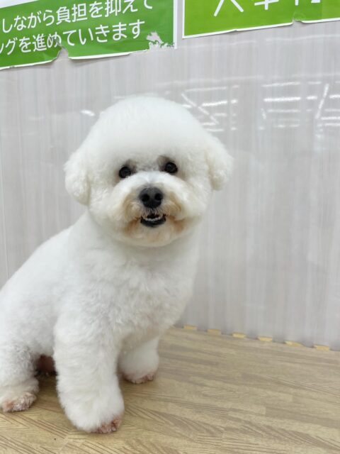 よもぎちゃん🐶
今日は園内を探検しながらやん丸やベンなど色んな子たちに挨拶していました😊
午後からは椅子の下でまったりマイペースに過ごしていました☺️

🐾🐶愛犬のお悩みご相談ください🐶🐾
@kenkohmura_official
 ↑フォロー待ってます↑

〒955-0091 新潟県三条市上須頃大割４２８−１
☎︎ 0256-35-2571
✉️ info@kenkohmura.jp
HP: https://kenkohmura.jp
LINE: https://lin.ee/7LIz5sb

#犬幸村#犬の幼稚園 #吠える、噛む #犬のしつけ #トイレ
ミックス犬　mix犬　ミックス犬だいすき