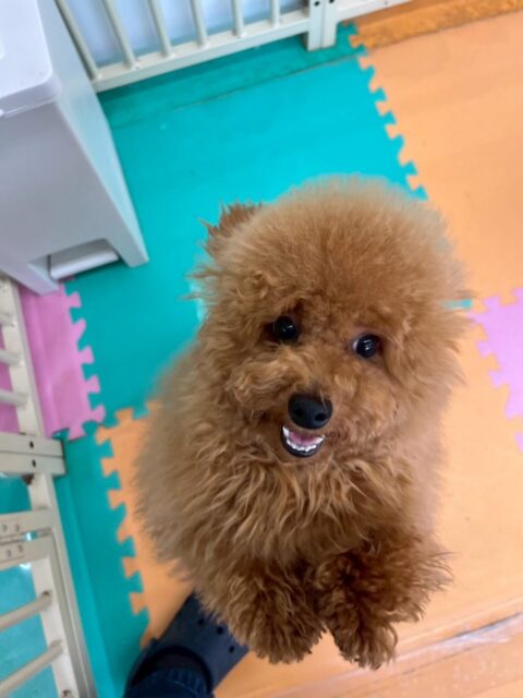 ププちゃん🐶
本日も、ニコペットのちびっ子達やニッカちゃん、ぽん太達と激しくワンプロをしたり、園内を大爆走したりして楽しんでいました👍

🐾🐶愛犬のお悩みご相談ください🐶🐾
@kenkohmura_official
 ↑フォロー待ってます↑

〒955-0091 新潟県三条市上須頃大割４２８−１
☎︎ 0256-35-2571
✉️ info@kenkohmura.jp
HP: https://kenkohmura.jp
LINE: https://lin.ee/7LIz5sb

#犬幸村#犬の幼稚園 #吠える、噛む #犬のしつけ #トイレ
トイプートイプー可愛いトイプー大好きトイプー倶楽部