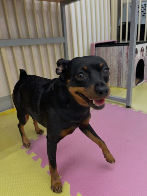 クールちゃん＆カノアちゃん🐶
クールちゃんはやん丸と挨拶したり、スタッフにおはよーと挨拶していました😆
レーキングも上手にさせてくれていました👏
⁡
カノアちゃんはやん丸やベンにお腹だしたり、ププちゃんに遊びに誘われていました😁
🐾🐶愛犬のお悩みご相談ください🐶🐾
@kenkohmura_official
 ↑フォロー待ってます↑

〒955-0091 新潟県三条市上須頃大割４２８−１
☎︎ 0256-35-2571
✉️ info@kenkohmura.jp
HP: https://kenkohmura.jp
LINE: https://lin.ee/7LIz5sb

#犬幸村#犬の幼稚園 #吠える噛む #犬のしつけ #トイレ
 ミニチュアピンシャー ミニチュアピンシャーだいすき ミックス犬 ミックス犬かわいい