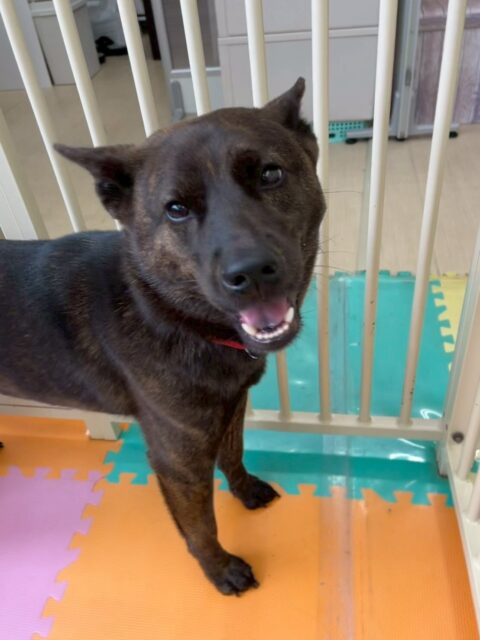 夏紬ちゃん🐶
本日は、ニッカちゃんや、BOSSちゃん達と激しくワンプロをしたり、みんなで走り回りながらお話し合いをしたりしてすごく楽しそうに過ごしていました👍

🐾🐶愛犬のお悩みご相談ください🐶🐾
@kenkohmura_official
 ↑フォロー待ってます↑

〒955-0091 新潟県三条市上須頃大割４２８−１
☎︎ 0256-35-2571
✉️ info@kenkohmura.jp
HP: https://kenkohmura.jp
LINE: https://lin.ee/7LIz5sb

#犬幸村#犬の幼稚園 #吠える、噛む #犬のしつけ #トイレ
甲斐犬甲斐犬大好き甲斐犬倶楽部甲斐犬可愛い