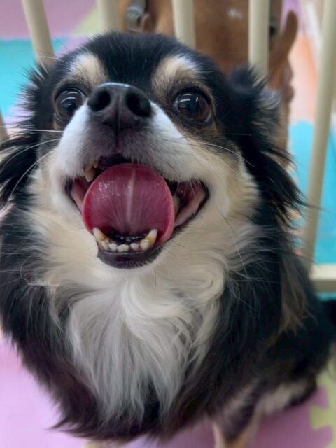 タッチちゃん🐶
本日は、お散歩トレーニングでニコペットの男性のスタッフに触ってもらったりして人慣れをしていました👍

園内では、クッキーちゃんや、ニコペットのちびっ子達にたくさんちょっかいをかけられて本日も大人気ものでした🤭

🐾🐶愛犬のお悩みご相談ください🐶🐾
@kenkohmura_official
 ↑フォロー待ってます↑

〒955-0091 新潟県三条市上須頃大割４２８−１
☎︎ 0256-35-2571
✉️ info@kenkohmura.jp
HP: https://kenkohmura.jp
LINE: https://lin.ee/7LIz5sb

#犬幸村#犬の幼稚園 #吠える、噛む #犬のしつけ #トイレ
チワワチワワ可愛いチワワ大好きチワワ倶楽部