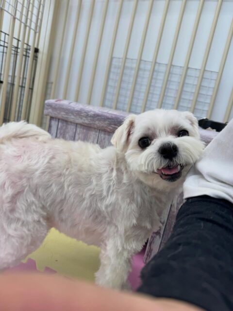 むぎちゃん🐶
本日は、朝からぽん太やププちゃん、りうちゃん達に匂いを嗅がれたり、挨拶をされたりしていました😆
シャンプーやカットなども上手にやらせてくれてかなりスッキリした印象です👍
🐾🐶愛犬のお悩みご相談ください🐶🐾
@kenkohmura_official
↑フォロー待ってます↑
〒955-0091 新潟県三条市上須頃大割428−1
☎︎ 0256-35-2571
✉️ info@kenkohmura.jp
HP: https://kenkohmura.jp
LINE: https://lin.ee/7LIz5sb
#犬幸村#犬の幼稚園 #吠える、噛む #犬のしつけ #トイレ
マルチーズマルチーズ可愛いマルチーズ大好きマルチーズ倶楽部