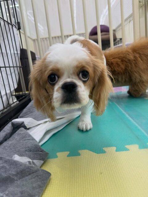 幼稚園体験に来てくれました🐶
最初からみんなと激しく遊び回ったり、匂いを嗅ぎ合ったりしてすごく楽しそうに過ごしていました🤭
新しいお友達がたくさんできたようで非常に良かったです👏
これからまた新しいお友達をたくさん作れるように頑張っていきましょう✊

🐾🐶愛犬のお悩みご相談ください🐶🐾
@kenkohmura_official
 ↑フォロー待ってます↑

〒955-0091 新潟県三条市上須頃大割４２８−１
☎︎ 0256-35-2571
✉️ info@kenkohmura.jp
HP: https://kenkohmura.jp
LINE: https://lin.ee/7LIz5sb

#犬幸村#犬の幼稚園 #吠える、噛む #犬のしつけ #トイレ
ミックスミックス犬ミックス犬可愛いミックス犬大好きミックス犬倶楽部