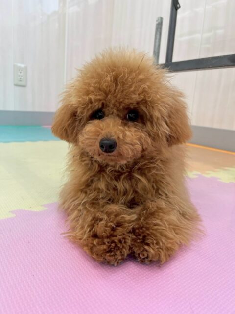 ププちゃん🐶
本日園内では、ニコペットのちびっ子達やふうちゃん、鶴丸達と激しく1日中走り回りながら遊んでいました👍仲良しのふうちゃんとはずーっと遊び回ったりしていました🤭
🐾🐶愛犬のお悩みご相談ください🐶🐾
@kenkohmura_official
↑フォロー待ってます↑
〒955-0091 新潟県三条市上須頃大割428−1
☎︎ 0256-35-2571
✉️ info@kenkohmura.jp
HP: https://kenkohmura.jp
LINE: https://lin.ee/7LIz5sb
#犬幸村#犬の幼稚園 #吠える、噛む #犬のしつけ #トイレ
トイプートイプー可愛いトイプー大好きトイプー倶楽部